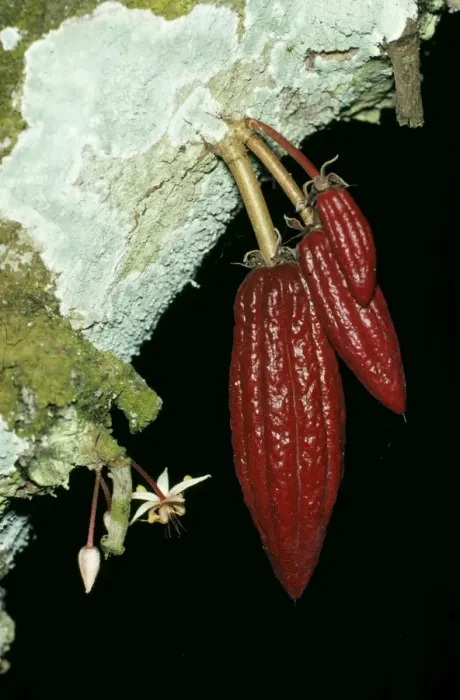 Framed Print : Cocoa. JLM-7538. COCOA PODS. Theobroma cacao Framed Print : Cocoa. JLM-7538. COCOA PODS. Theobroma cacao