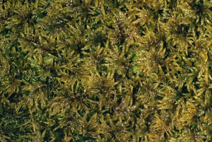 Framed Print : Moss. JLM-885. MOSS. Hylocomium splendens Framed Print : Moss. JLM-885. MOSS. Hylocomium splendens