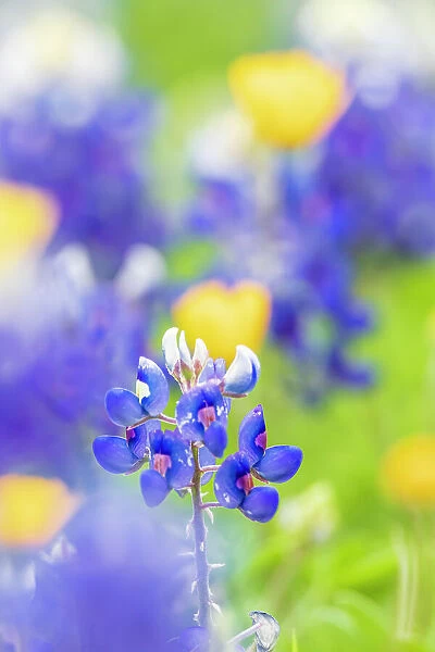 Johnson City, Texas, USA. Bluebonnet wildflowers in the Texas Hill Country. Date: 19-03-2017