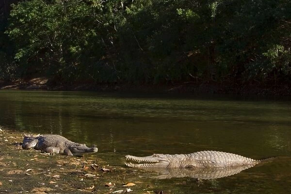 Johnston Crocodile - big Freshwater Crocodiles lying in wait in a river - Windjana Gorge National Park, Kimberley Region, Western Australia, Australia