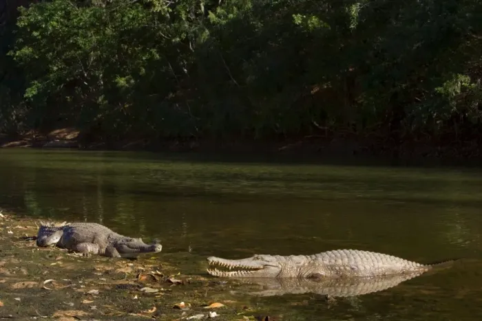 Framed Print : Johnston Crocodile - big Freshwater Crocodiles lying in wait in a river - Windjana Gorge National Park, Kimberley Region, Western Australia, Australia