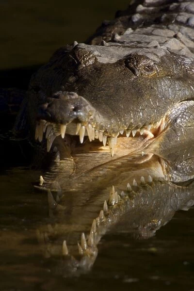Johnston Crocodile - front portrait of a big Freshwater Crocodile lying in wait in a river. Its partially opened snout reveals its many very sharp and pointed teeth