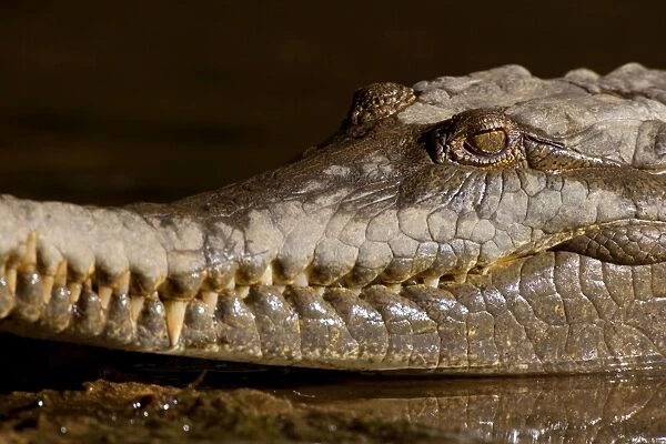 Johnston Crocodile - side view portrait of a big Freshwater Crocodile lying in wait in a river. Its eye and the long snout with its many sharp and pointed teeth is visible - Windjana Gorge National Park, Kimberley Region, Western Australia