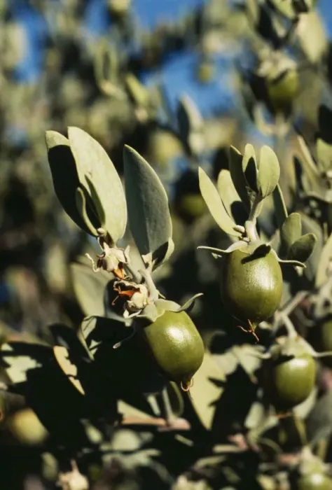 Framed Print : Jojoba FG 4420 Simmondsia chinensis © Francois Gohier / ARDEA LONDON Framed Print : Jojoba FG 4420 Simmondsia chinensis © Francois Gohier / ARDEA LONDON
