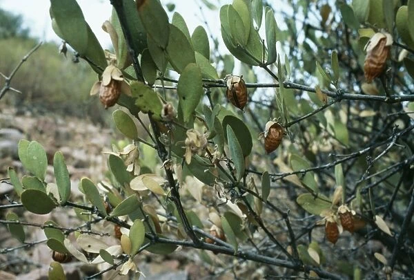 Jojoba PM 6472 Beans used to make oil, provides substitute for Whale oil. Simmondsia chinensis © Pat Morris  /  ARDEA LONDONN