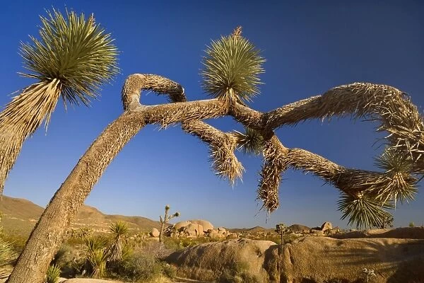 Joshua Tree - big and gnarled Joshua Tree and boulders in the Mojave Desert - Joshua Tree National Park, California, USA