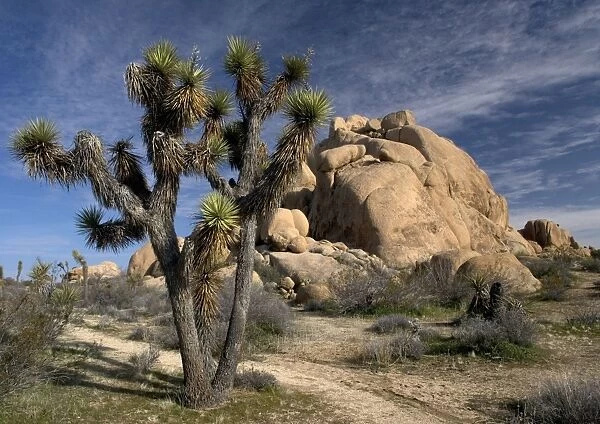 Joshua Tree - amongst Granite rocks Mojave desert, USA