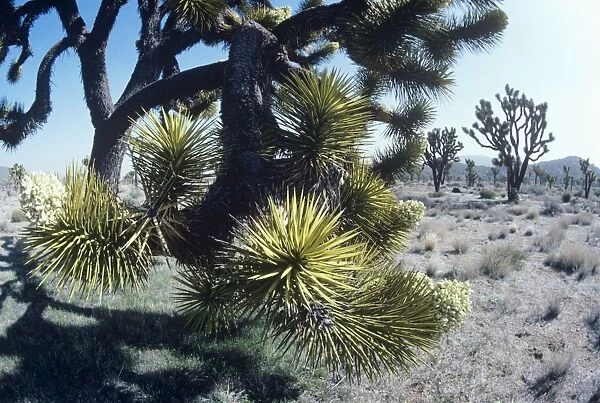Joshua Tree Mojave desert, California USA