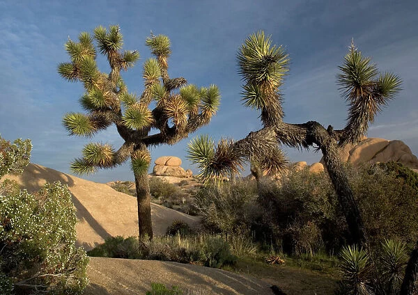 Joshua Tree - in the Mojave desert, amongst granite rocks