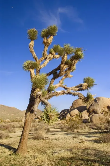 Framed Print : Joshua Tree - and red boulders in early spring in the Mojave Desert - Joshua Tree National Park, Mojave Desert, Arizona, USA Framed Print : Joshua Tree - and red boulders in early spring in the Mojave Desert - Joshua Tree National Park, Mojave Desert, Arizona, USA