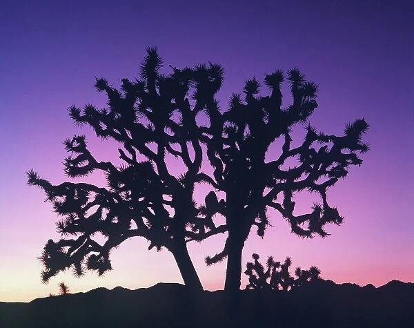Joshua Tree - at sunset