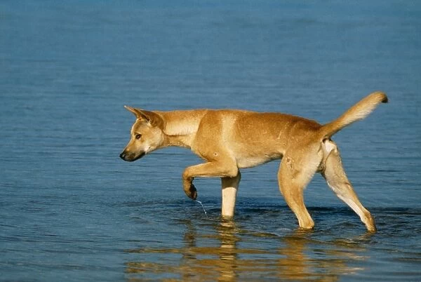 Dingo. JPF-11425. DINGO - IN WATER. Canis Familiaris