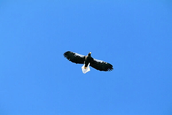JPF-13498. Steller's Sea Eagle - In flight, Shiretoko Peninsula