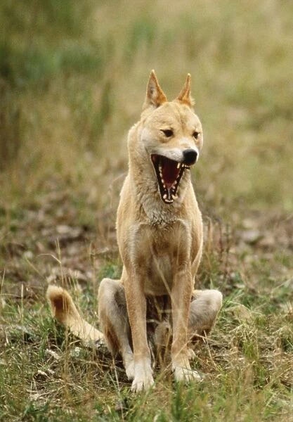 Dingo. JPF-182460-M. Dingo - with mouth open