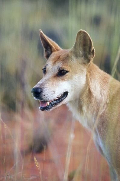 Dingo. JPF-2732. DINGO. Australia. Canis familiaris dingo