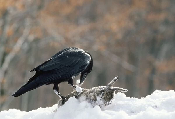 Raven. JPF-4238. RAVEN, EATING IN SNOW. Corvus corax