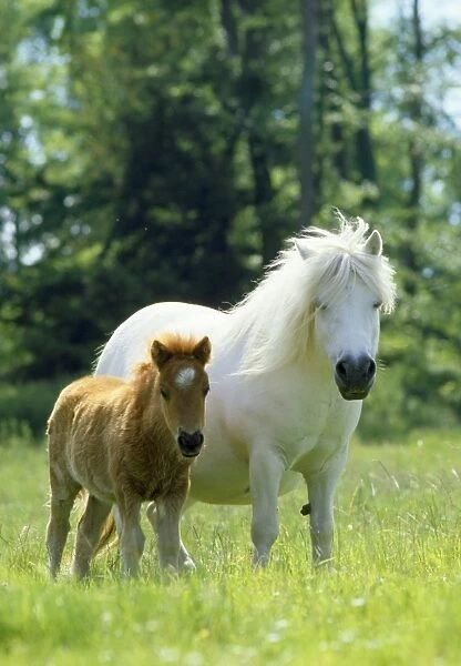 JPF-5782. Horse - Shetland Pony with foal