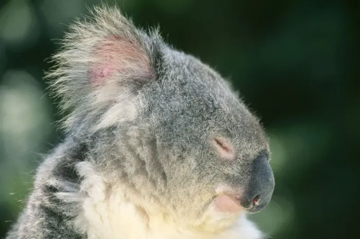 Framed Print : Koala. JPF-6438. Koala - with eyes closed