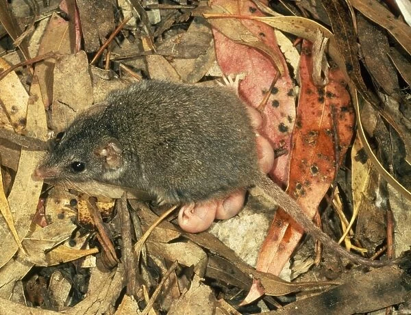 JPF-7028 Marsupial Mouse  /  Brown Antechinus With Suckling Young