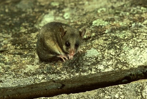 JPF02781. AUS-1430. Mountain pygmy-possum (Burramys parvus) lives in rocks above tree line