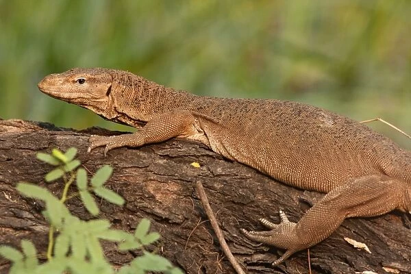 JR-1278. Water Monitor Lizard - Keoladeo National Park, Rajasthan, India