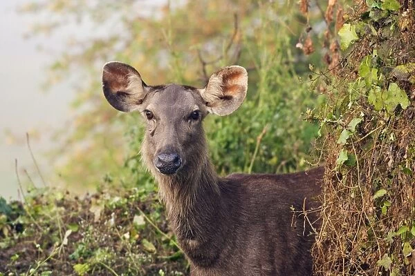JR-1292. Sambar Deer - Keoladeo National Park, Rajasthan, India
