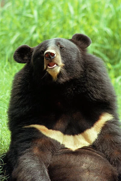 JR-144. Black Himalayan Bear. Close-up sitting, India