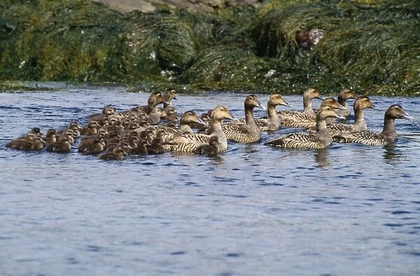 JS-1155. Common Eider Duck - adults with young. New England coast