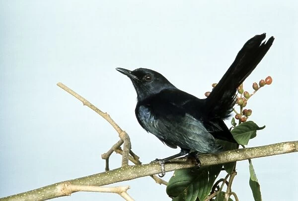 JSD-281. Black Catbird