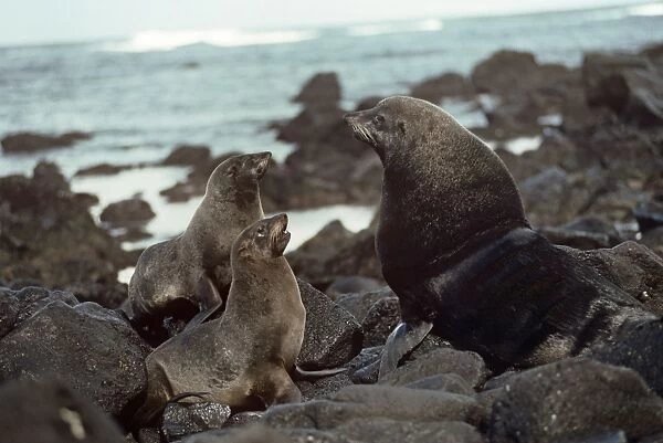 Juan Fernandez Fur Seal - on rocks