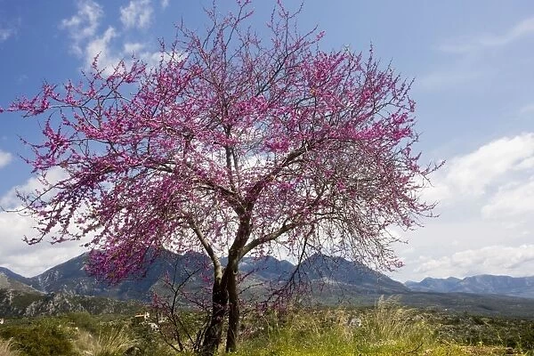 Judas Tree (Cercis siliquastrum) in flower in the greek countryside, Mani Peninsula, Greece
