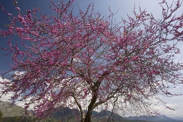 Judas Tree (Cercis siliquastrum) in flower in the greek countryside, Mani Peninsula, Greece