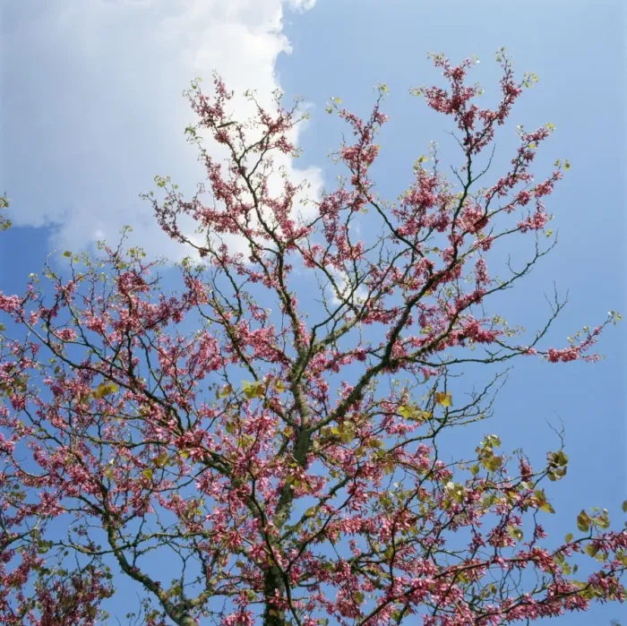 Framed Print : Judas Tree Corfu, Greece Framed Print : Judas Tree Corfu, Greece