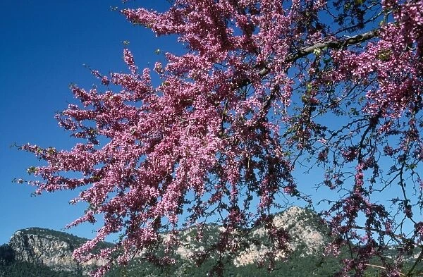 Judas Tree - in flower Mallorca