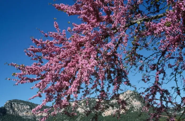 Framed Print : Judas Tree - in flower Mallorca Framed Print : Judas Tree - in flower Mallorca