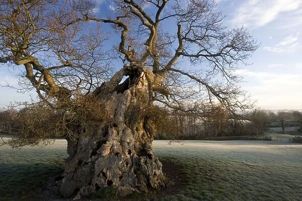 Judge Wyndham's Oak at Silton, North Dorset on a frosty winter dawn. Quercus robur. Dorset