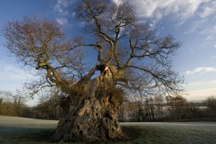 Framed Print : Judge Wyndham's Oak at Silton, North Dorset on a frosty winter dawn. Quercus robur. Dorset Framed Print : Judge Wyndham's Oak at Silton, North Dorset on a frosty winter dawn. Quercus robur. Dorset