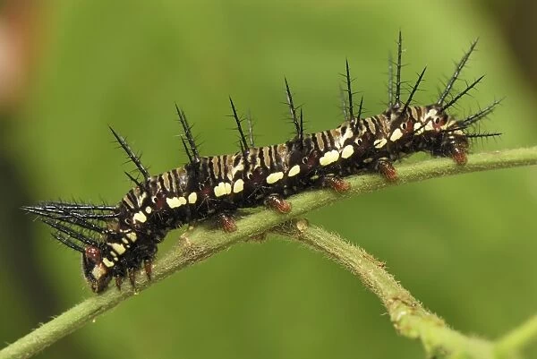 Julia Longwing  /  Julia Heliconian Butterfly - Caterpillar stage Colombia
