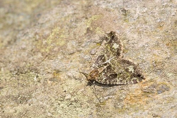 July Highflyer Moth - Cornwall - UK