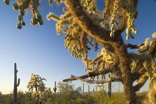 Jumping  /  Chain Fruit Cholla - sonoran desert plant community including Saguaro Cacti (Carnegiea gigantea), Creosote Bush (Larrea tridentata), Desert Saltbush (Atriplex polycarpa)