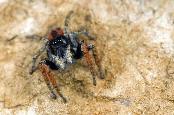 Jumping Spider - male - Italy
