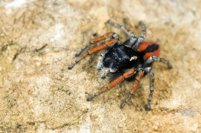 Framed Print : Jumping Spider - male - Italy Framed Print : Jumping Spider - male - Italy