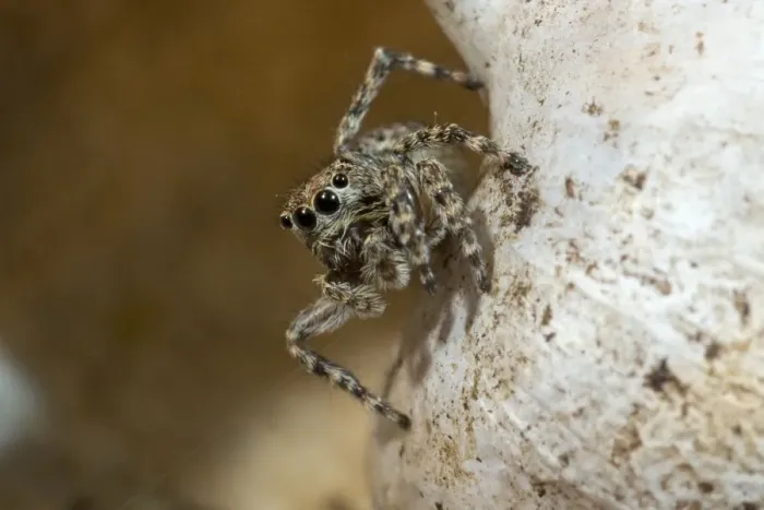 Framed Print : Jumping Spider on snail shell. UK