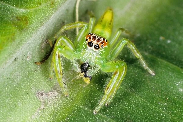 Jumping spiders (family Salticidae) are common inhabitants of houses and gardens in tropical Australia. This one has just caught an insect and is beginning to feed on it. Townsville, Queensland, Australia