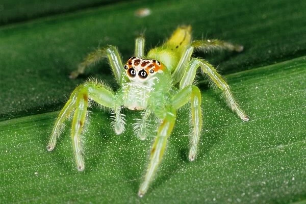 Jumping spiders (family Salticidae) are common inhabitants of houses and gardens in tropical Australia. They use their highly developed eye sight and athletic jumping ability to prey on insects. Townsville, Queensland, Australia