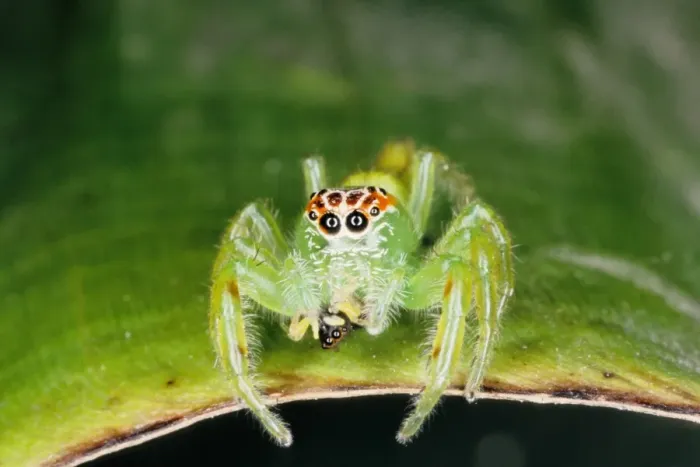 Framed Print : Jumping spiders (family Salticidae) are common inhabitants of houses and gardens in tropical Australia. This one has just caught an insect and is beginning to feed on it. Townsville, Queensland, Australia Framed Print : Jumping spiders (family Salticidae) are common inhabitants of houses and gardens in tropical Australia. This one has just caught an insect and is beginning to feed on it. Townsville, Queensland, Australia
