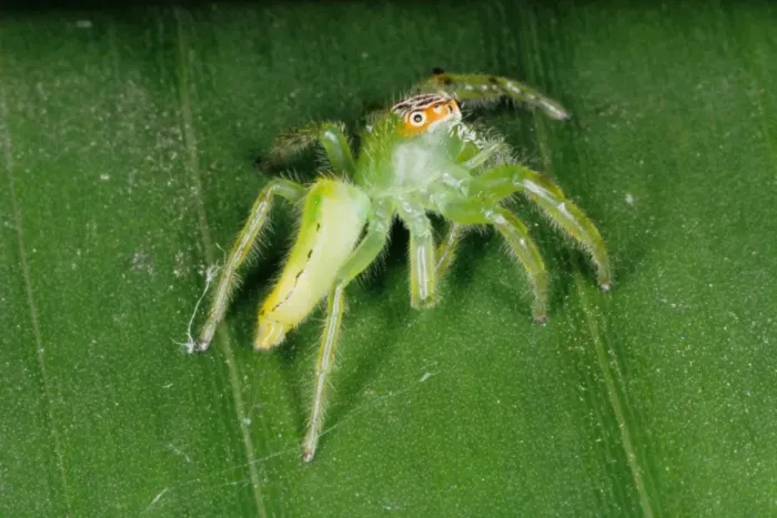 Framed Print : Jumping spiders (family Salticidae) are common inhabitants of houses and gardens in tropical Australia. They use their highly developed eye sight and athletic jumping ability to prey on insects. Townsville, Queensland, Australia