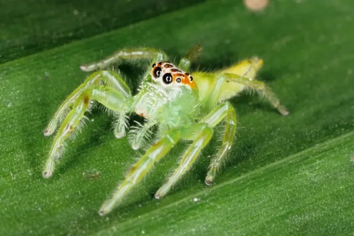 Framed Print : Jumping spiders (family Salticidae) are common inhabitants of houses and gardens in tropical Australia. They use their highly developed eye sight and athletic jumping ability to prey on insects. Townsville, Queensland, Australia