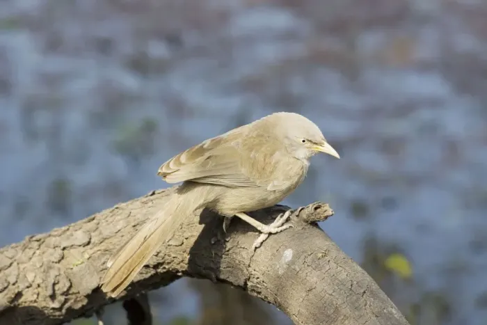 Framed Print : Jungle Babbler - Keoladeo Ghana National Park - Bharatpur - Rajasthan - India BI018153 Framed Print : Jungle Babbler - Keoladeo Ghana National Park - Bharatpur - Rajasthan - India BI018153