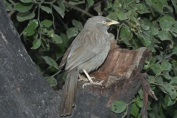 Jungle Babbler - On tree stump A widespread Indian resident found in deciduous forest and cultivation. Photographed in Keoladeo Ghana National Park, Bharatpur, India, Asia